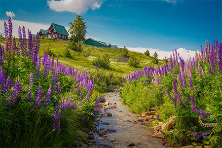 Jammu Kashmir 5 Days Tour By Car